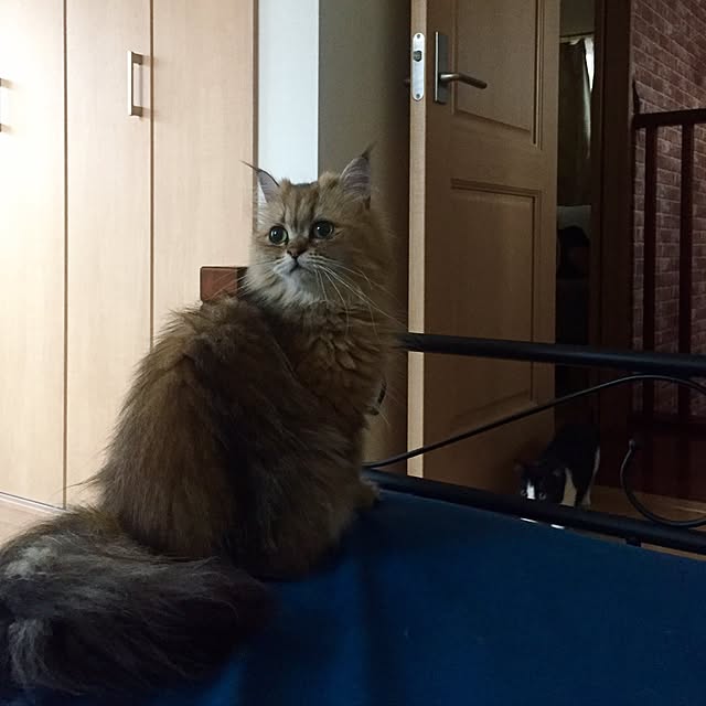 butachanさんの実例写真