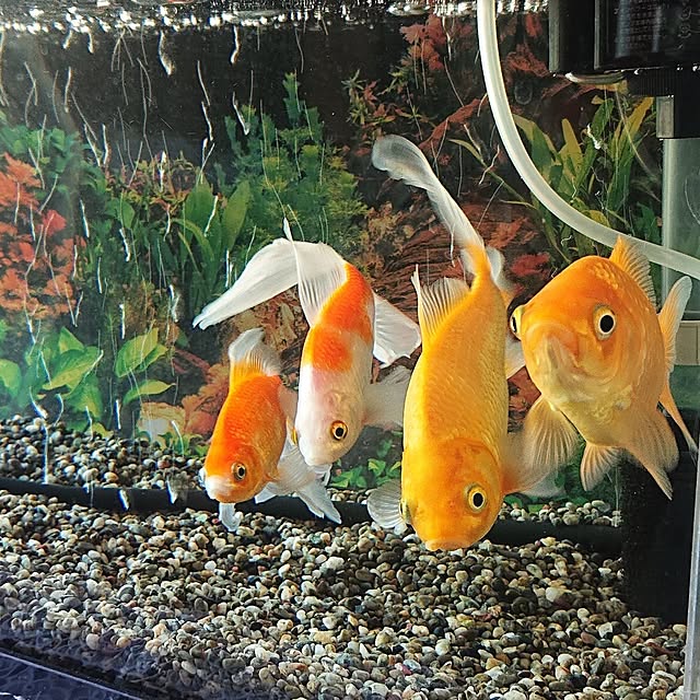 NOAHさんの部屋