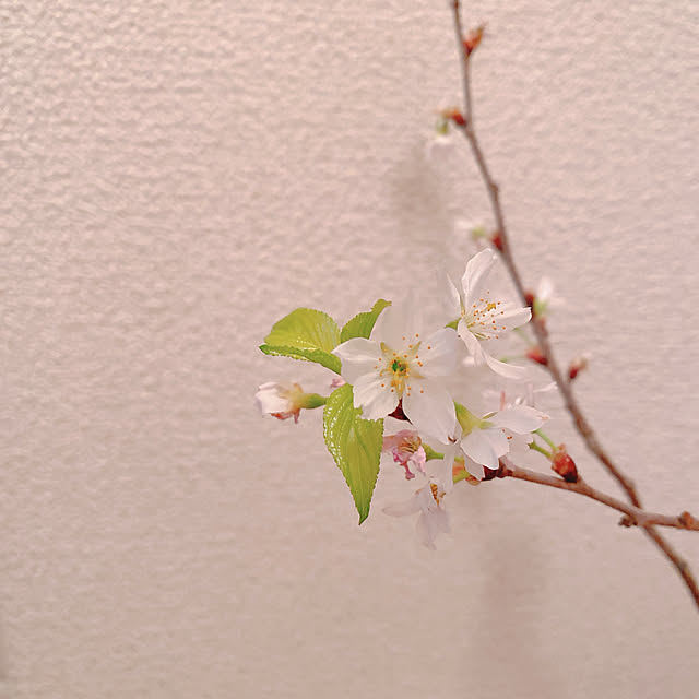 smallroomさんの実例写真