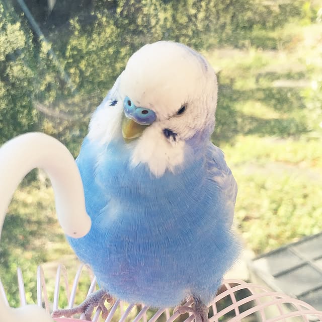 acoriさんの実例写真
