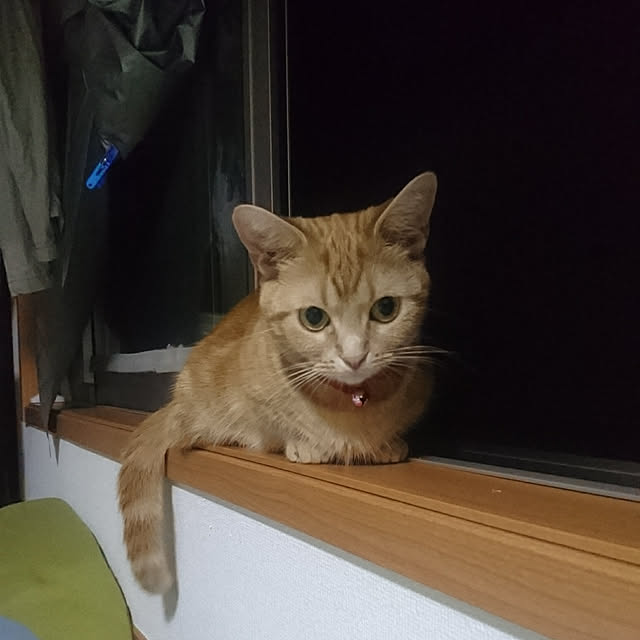 shinobuさんの実例写真