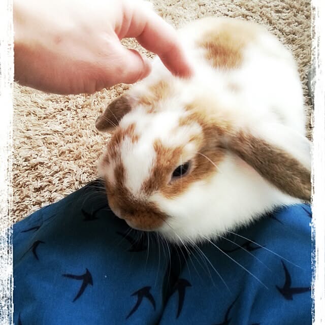 amamiさんの実例写真