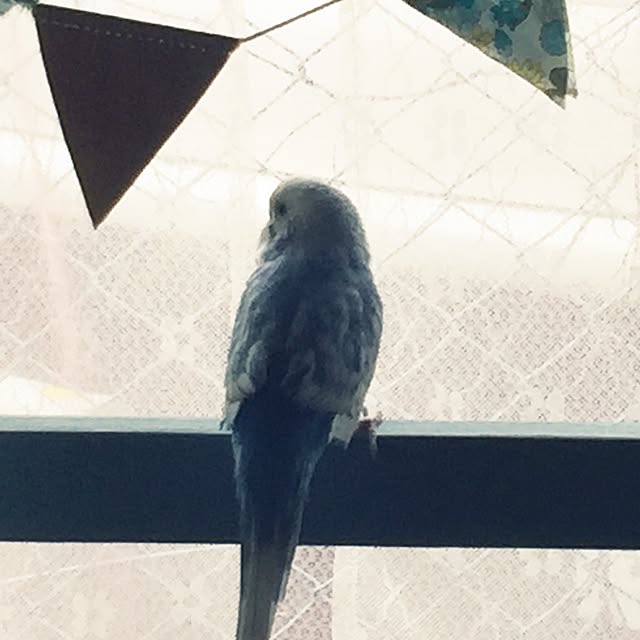 acoriさんの実例写真