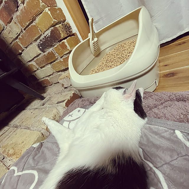 nekosamaさんの実例写真