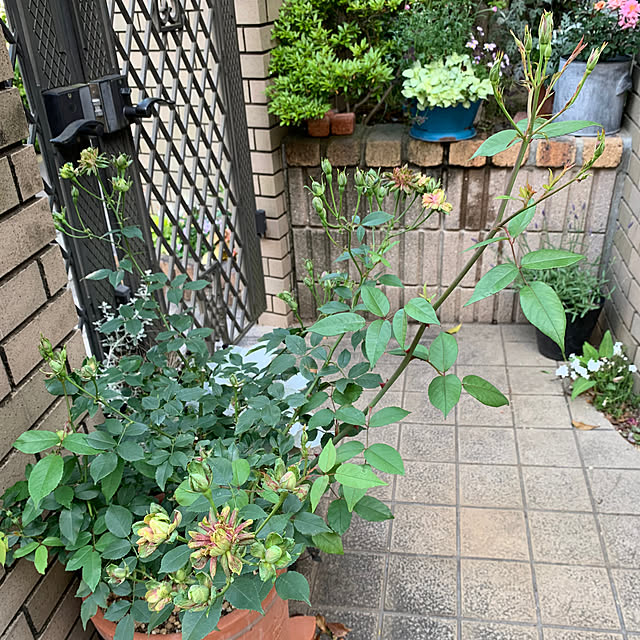 nicoさんの部屋