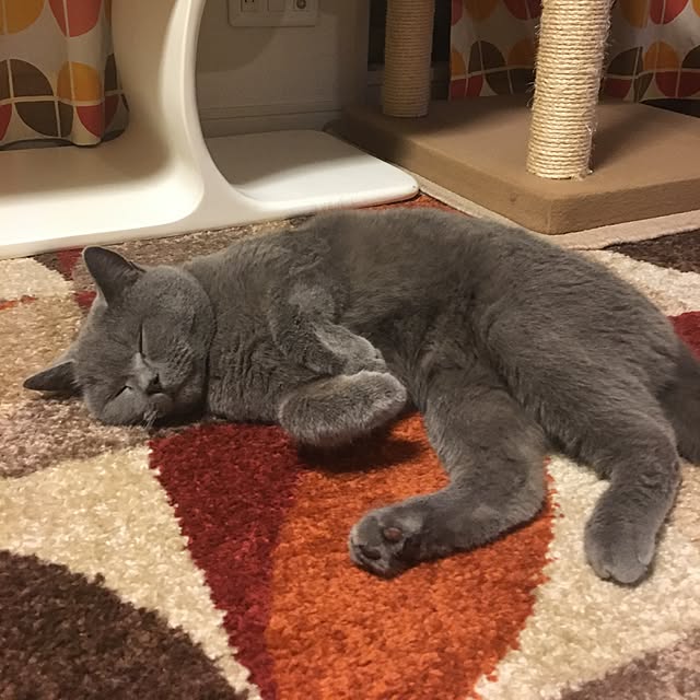 ikettenさんの実例写真