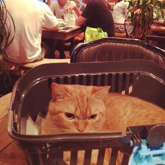 shujiさんの実例写真