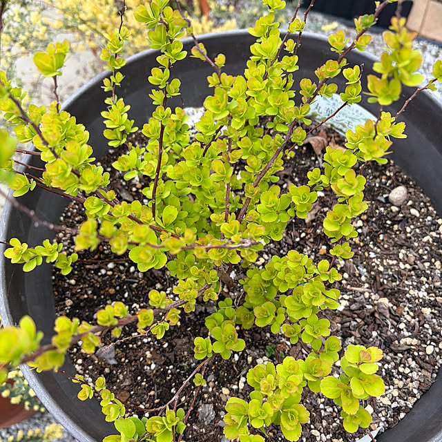 ronronさんの部屋