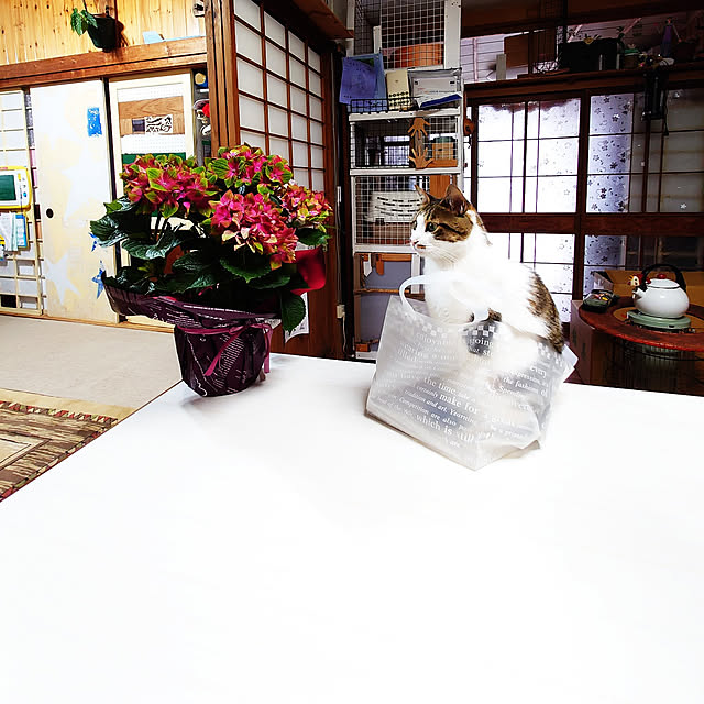 kikuさんの実例写真