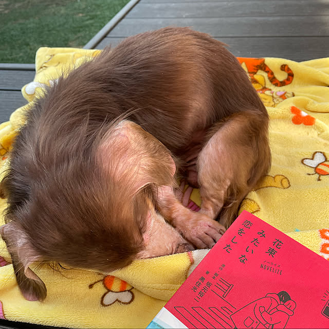 asさんの実例写真