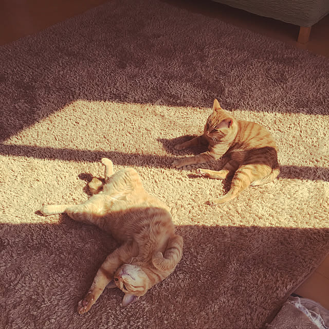 kinokoさんの実例写真