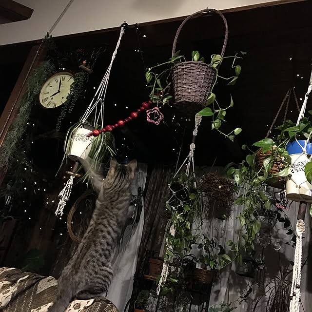 shigimiさんの実例写真