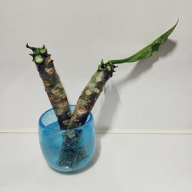 SSSSSさんの部屋