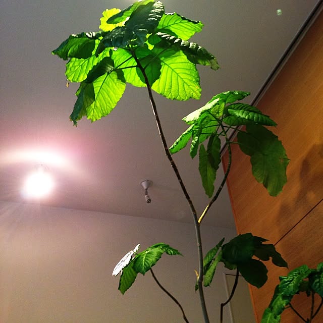 miki0226さんの実例写真