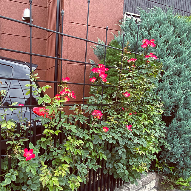 RoseLife5818さんの実例写真