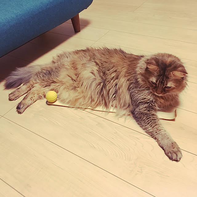 tokoさんの実例写真