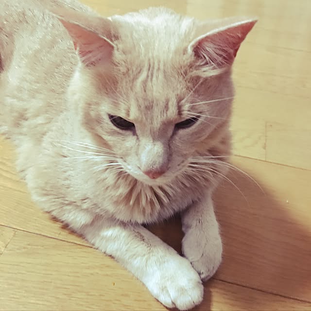 konekoさんの実例写真