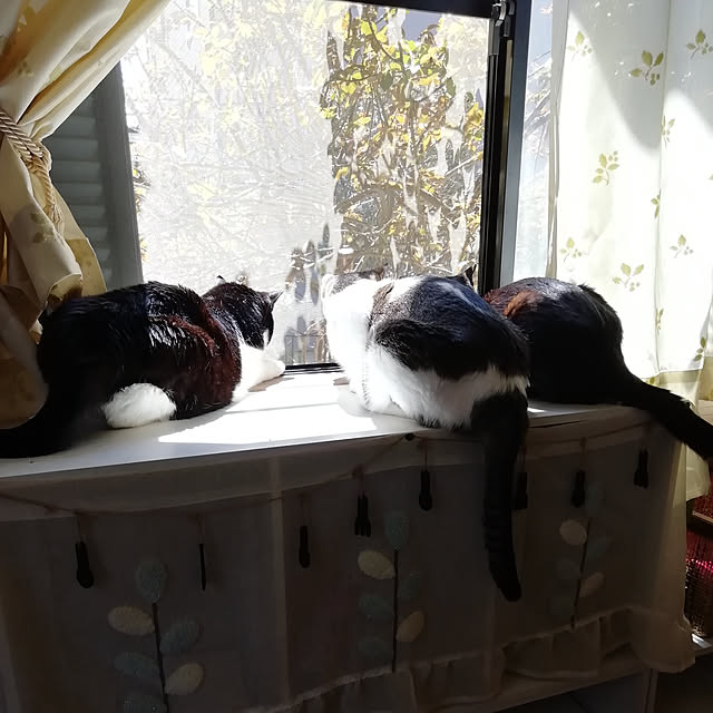 Tomopさんの実例写真