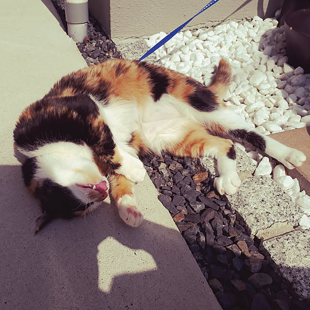 aiさんの実例写真