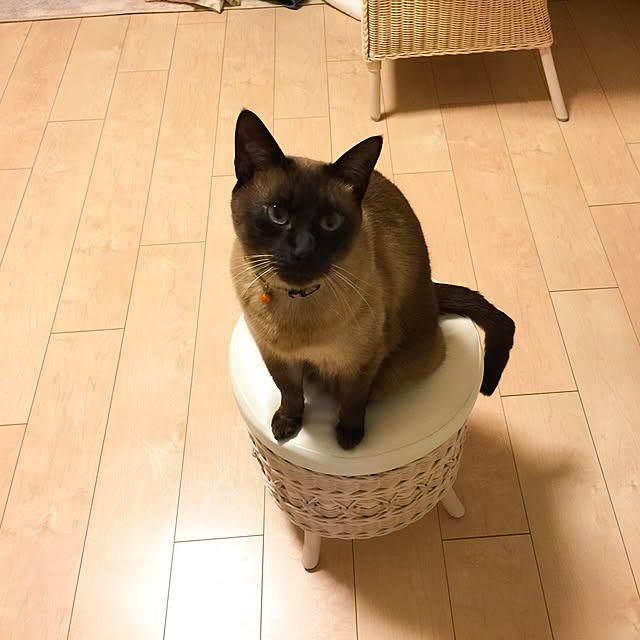 dodoさんの実例写真