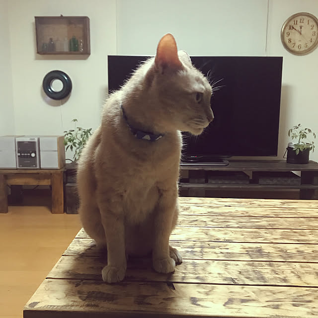 mikan161さんの実例写真