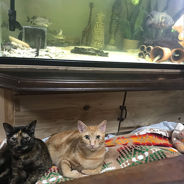 tornadeさんの実例写真