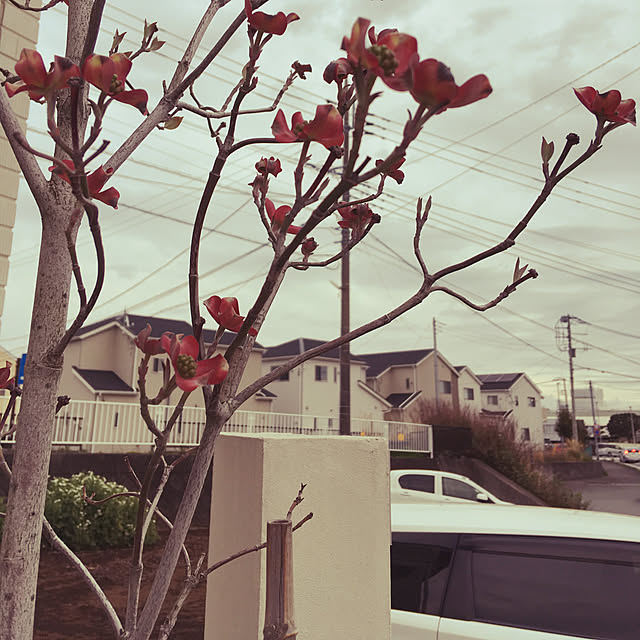 sachimさんの実例写真