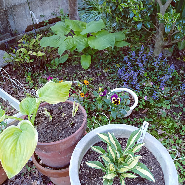 カメラマークが出たので/楽しい時間/癒し/植物のある暮らし/お花のある暮らし...などのインテリア実例 - 2022-05-05 14:55:48