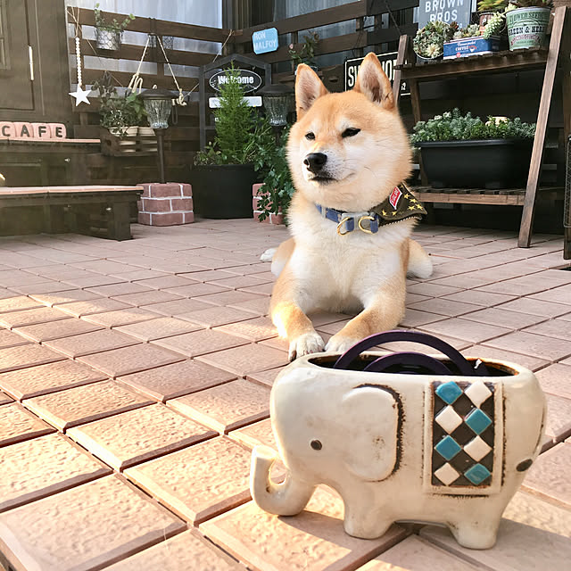 ronmaruさんの実例写真