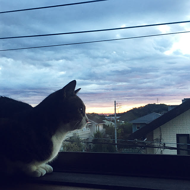 halu8686さんの実例写真