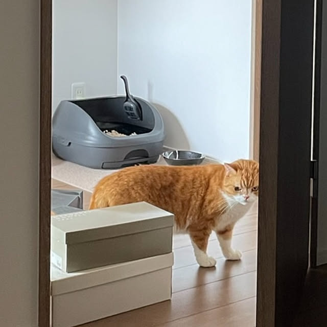 alialieさんの実例写真