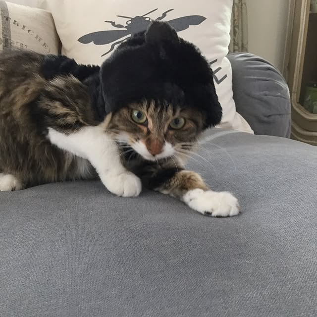 yuchiさんの実例写真