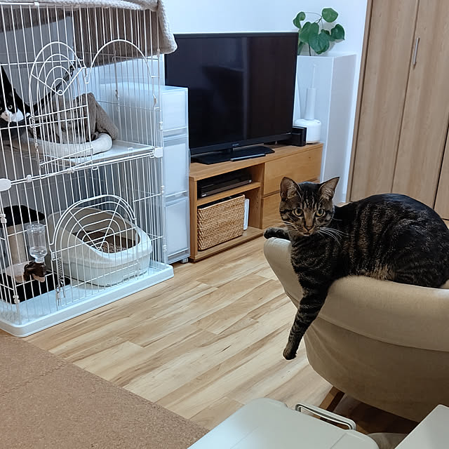 hihaさんの実例写真