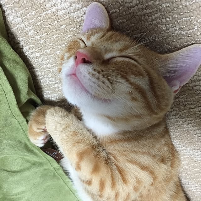 teteteteさんの実例写真