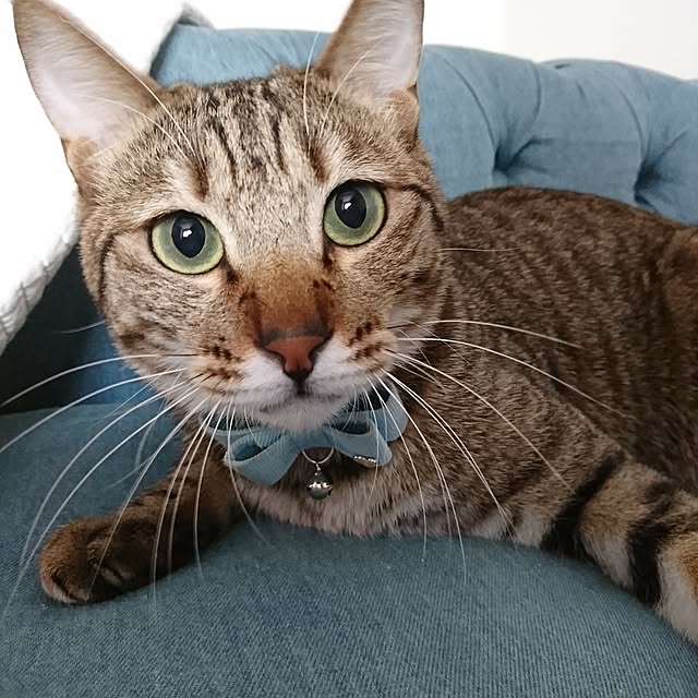 poniさんの実例写真