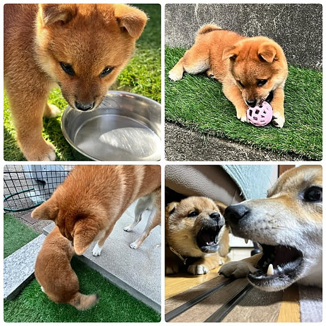 cocosorasakuさんの実例写真
