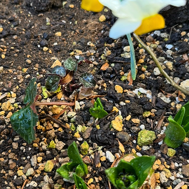 mamizaさんの部屋