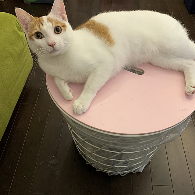 peach_catさんの実例写真