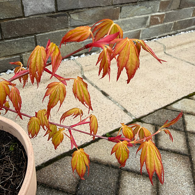 poi.cueさんの部屋