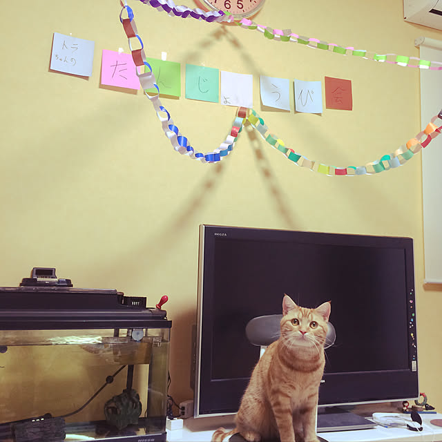 nekoさんの実例写真