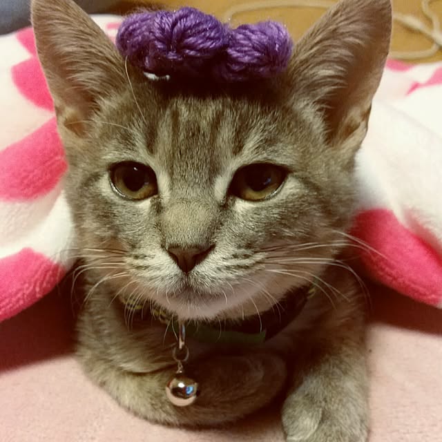 oyumiさんの実例写真