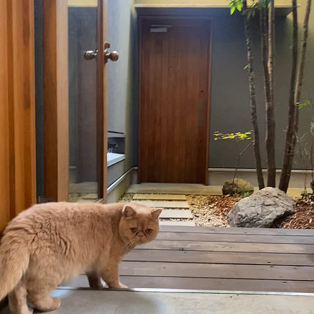 sznoieさんの実例写真