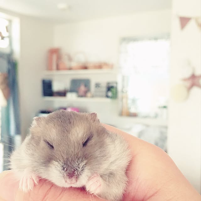 hamtaさんの実例写真