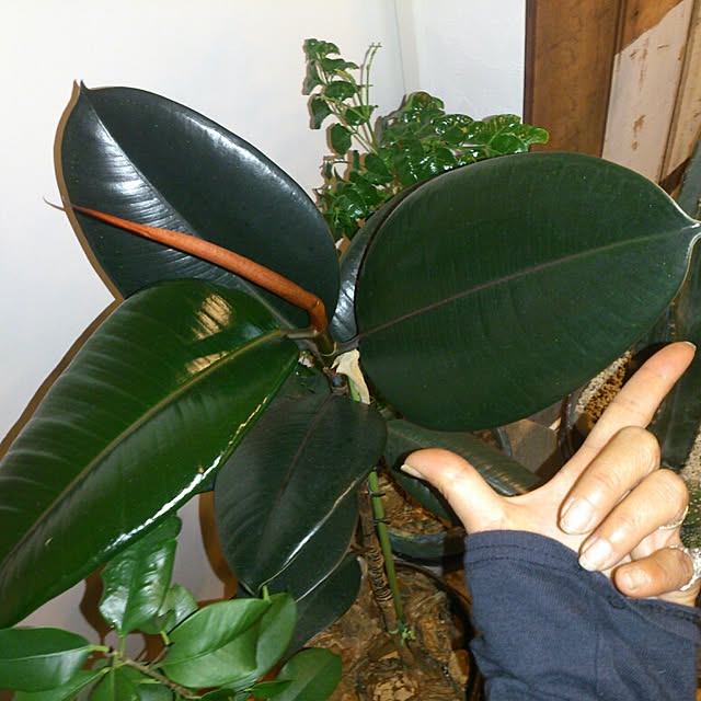 COLeCoさんの実例写真