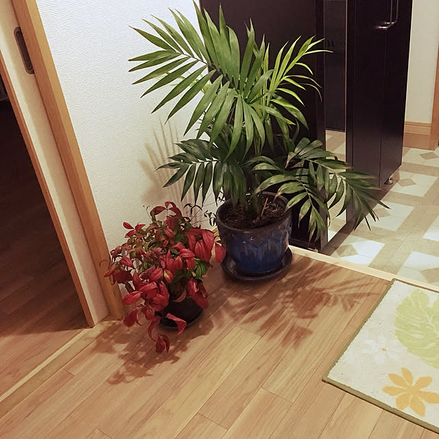 玄関/入り口/ナチュラルのインテリア実例 - 2018-02-06 20:14:30