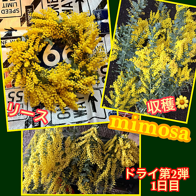 yottanさんの実例写真