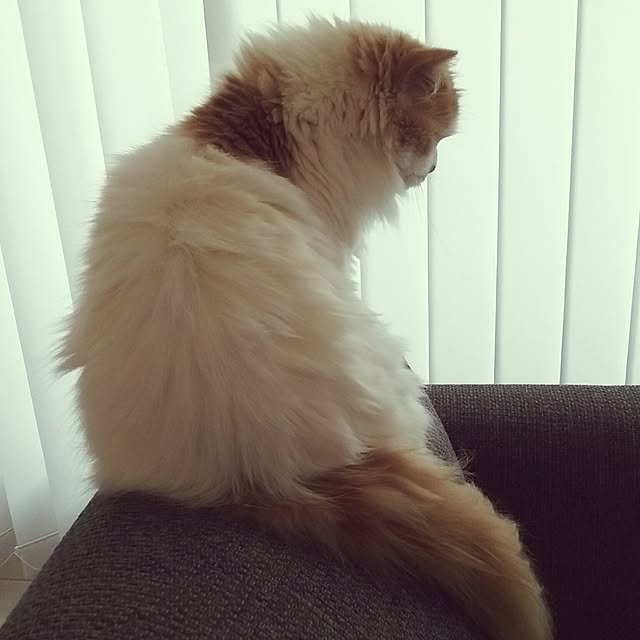 nonkoさんの実例写真