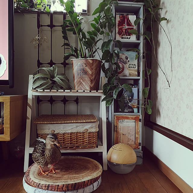 akiさんの実例写真