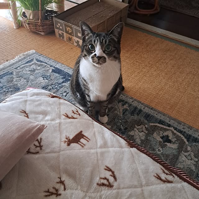 shinoさんの部屋