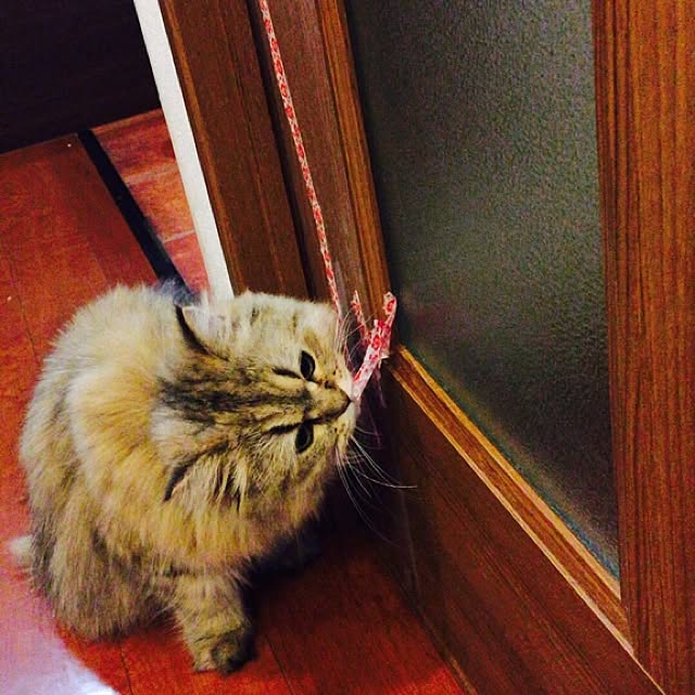 butachanさんの実例写真